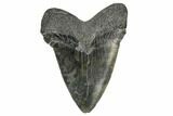 Serrated, Fossil Megalodon Tooth - South Carolina #170405-1